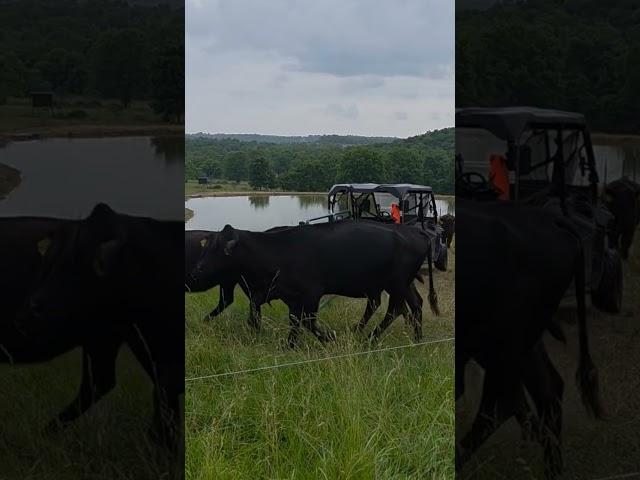 Cattle Move to Recovered Pasture, 2nd Pass #grazingcreation #cattle #cows #totalgrazing #fescue