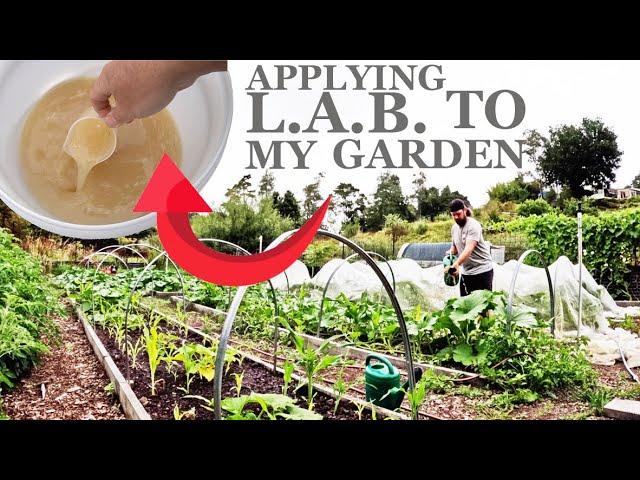 How I apply L.A.B. to my garden ( Lactic Acid Bacteria )