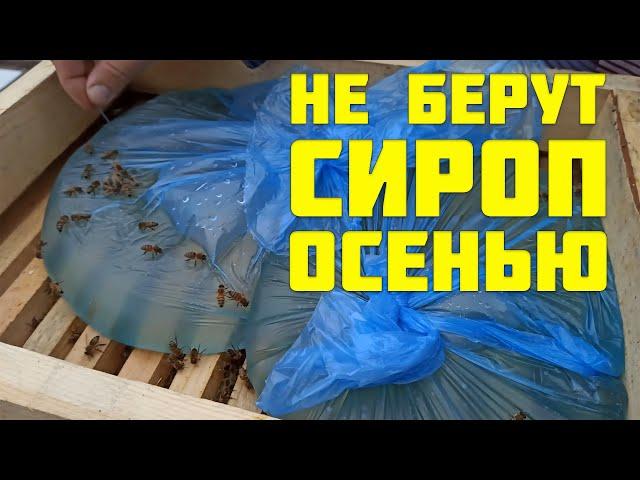 Почему пчелы не берут сахарный сироп осенью? что делать? Подкормка пчел осенью