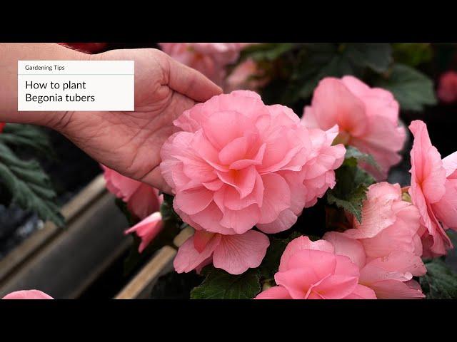 How To Plant Begonias | Gardening Tips with J. Parker's