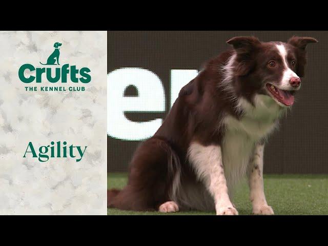 Agility - Championship Large/Intermediate Part 2 (Agility) | ​Crufts 2024