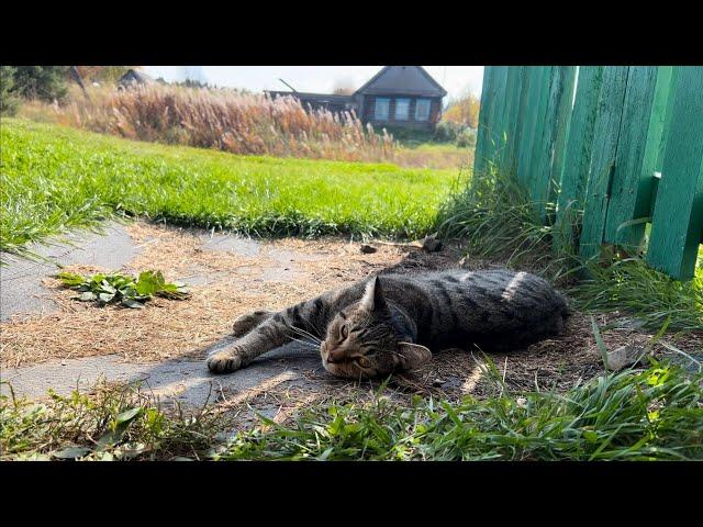 Выкопал картошку в деревне/делаю солонец для зайца