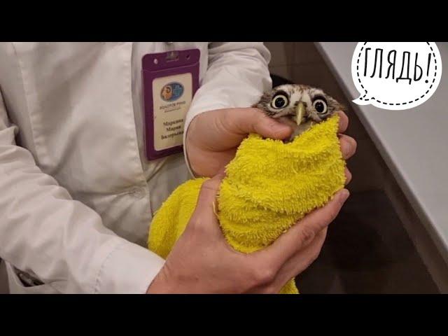 Owl Luchik visited the veterinarian, which is not at all happy. Maria Markina told about her life