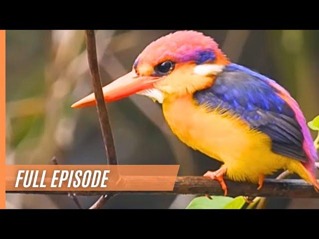 The Oriental Dwarf Kingfisher- Fascinating and Rare Footage | Full Documentary