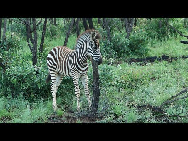 Itchy zebra foal