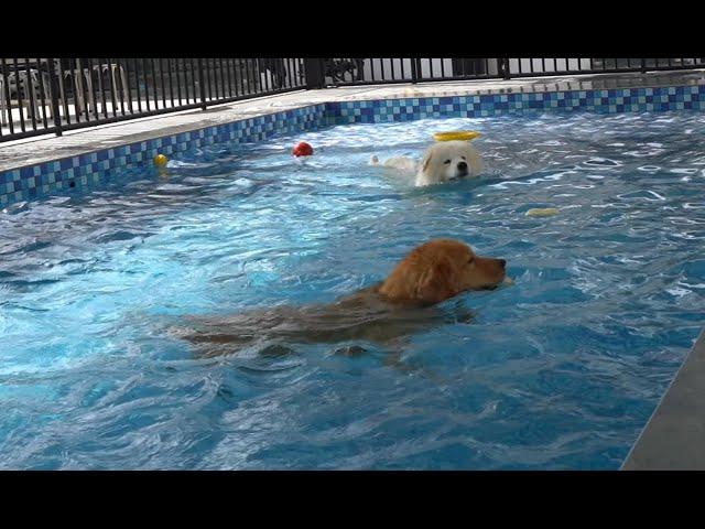 Golden Retriever Samoyed Pool Competition pet friendly restaurants