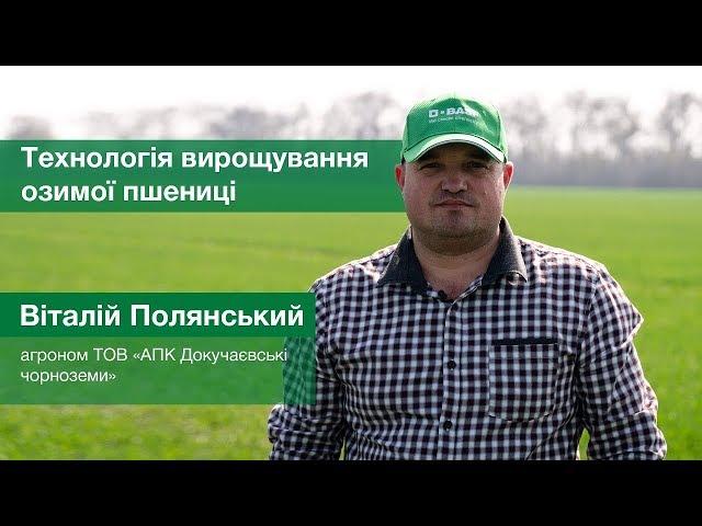 Ефективність застосування протруйника Кінто® Плюс від BASF / СуперАгроном