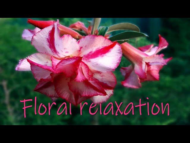 Flower Relaxation Collection of delightful flowers for relaxation