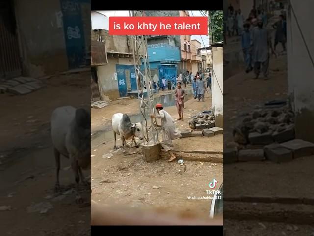 is ko khty ha talent #viral #cow #subscribemychannel #funny #comedy #youtubesubscription #bull