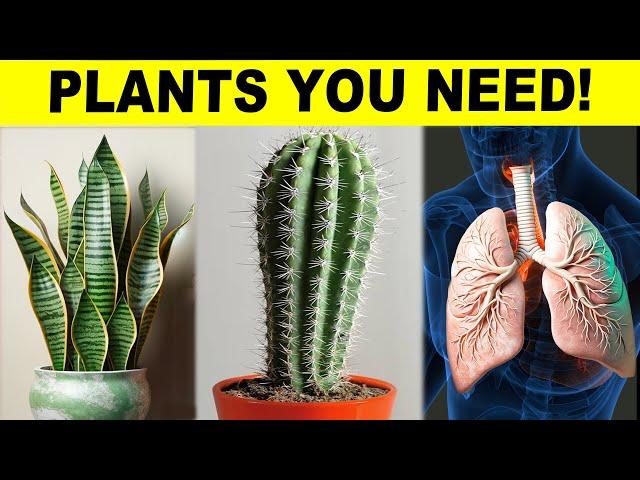 10 Healthy Plants That You Need To Have In Your House!