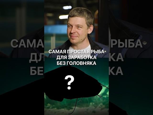 Самая простая рыба для заработка без головняка — это с... #узв #бизнес #бизнесидеи #разведениерыбы