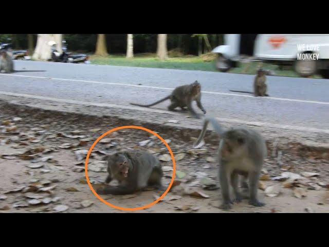 Mom Jill Protect and Hug Baby Monkey Jilla When Other Monkeys Come to Attack, Jill is A Great Mom