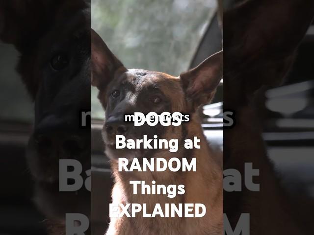 DOGS Barking at RANDOM Things EXPLAINED?