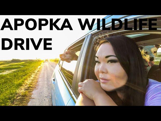 How is This FREE? The Apopka Wildlife Drive in Central Florida Will Leave You Amazed!