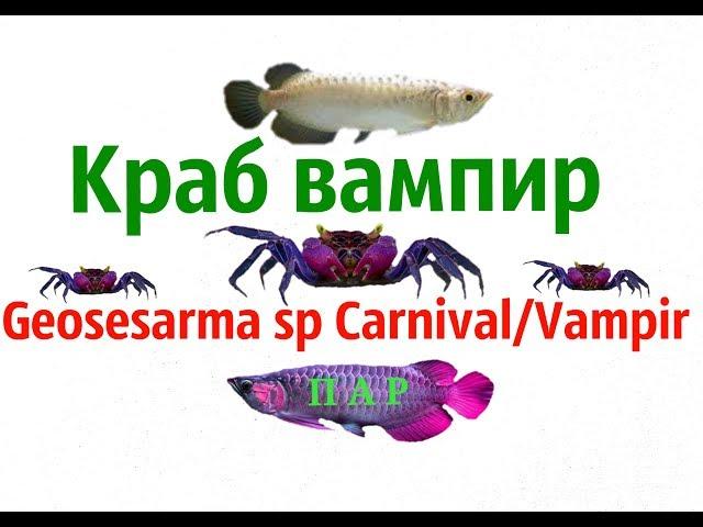 Краб вампир.Geosesarma sp Carnival/Vampir