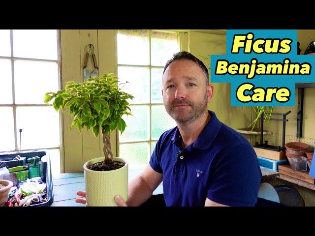 Ficus Benjamina Care Guide ~ Bushy King ~ Weeping Fig