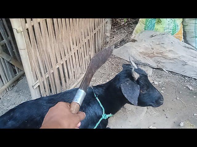 goat kate ga abhi mai.. village ck vlogs!