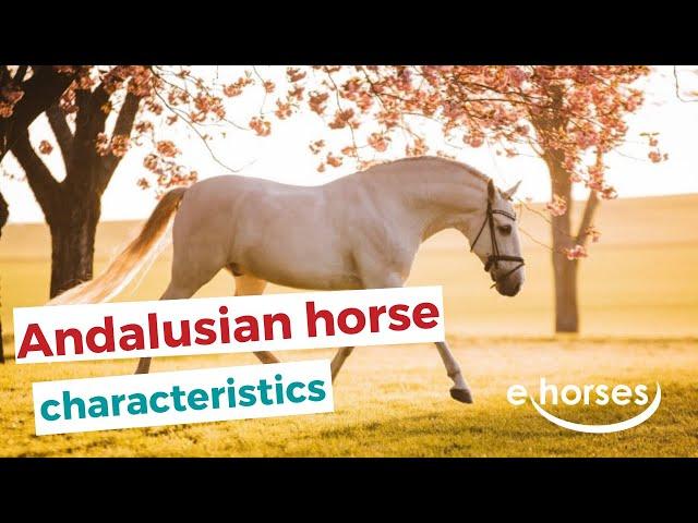 Andalusian horse | characteristics, origin & disciplines