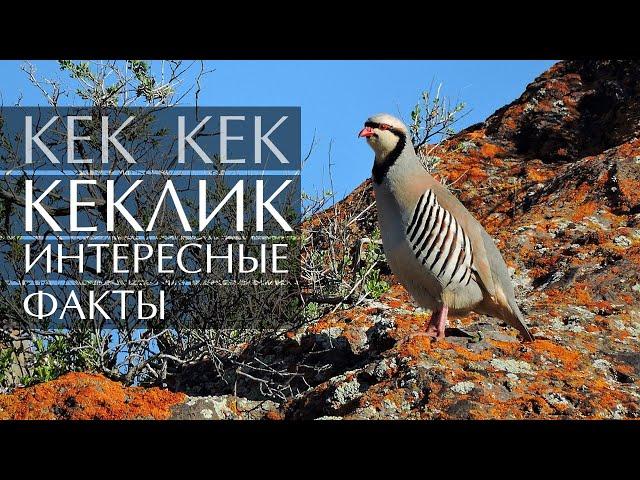 Кеклик - интересные факты