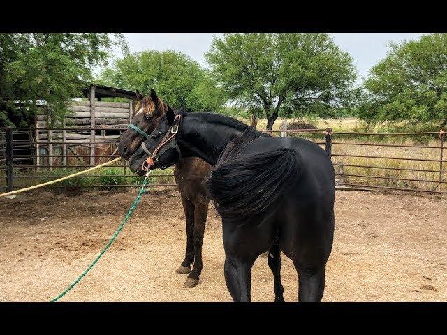 RANCHOLAROSA.MR. PEPONITA PUDDEN/SEMENTAL DESDE 2009,11 AÑOS#CUARTOSDEMILLA