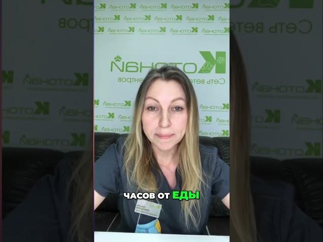 Липидоз у кошек | защита печени и правильное питание для вашей пушистой подруги