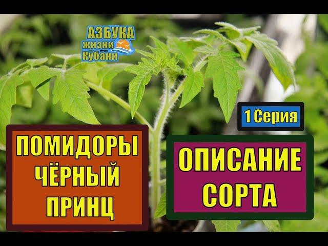 ПОМИДОРЫ ЧЁРНЫЙ ПРИНЦ. ОПИСАНИЕ СОРТА, РАССАДА. 1 Серия