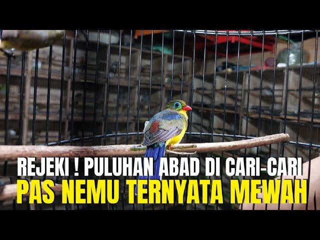 REJEKI ! PULUHAN ABAD CARI² BURUNG EKSOTIS UNIK ANTIK LANGKA GAK DAPET PAS NEMU TERNYATA MEWAH