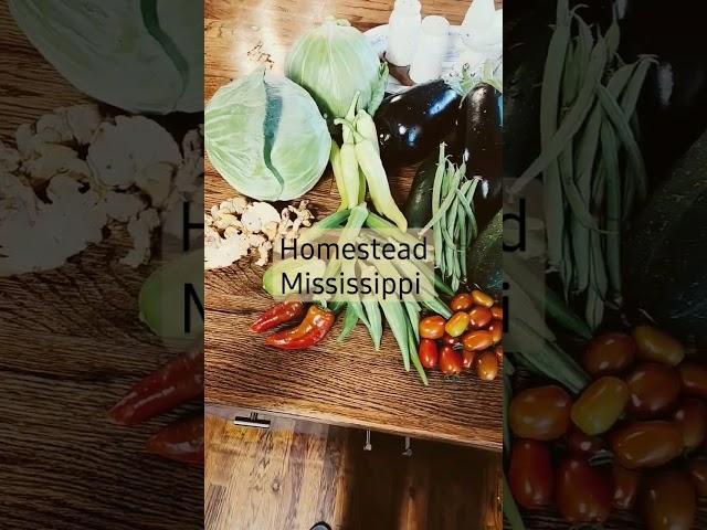 Homestead Mississippi mini Harvest