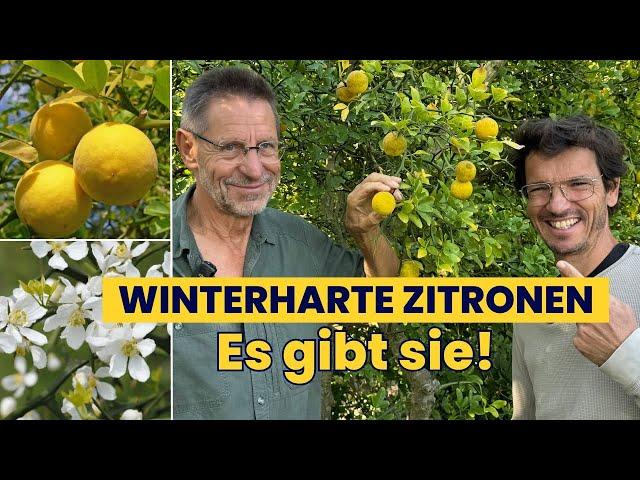 WINTERHARTE Zitrone  für JEDEN Garten! Ich besuche den Wildobstspezialisten!