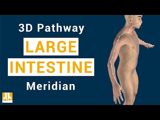 Large Intestine Meridian - 3D pathway from point to point