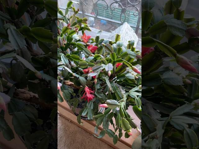 Повторное цветение Декабриста. Алматы 18.03.25г.#кактусшлюмбергера #декабрист