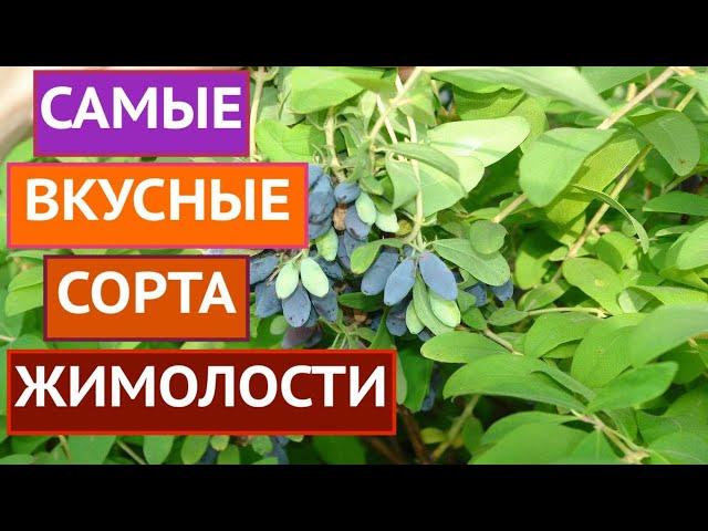 ЭТИ ЖИМОЛОСТИ ИМЕЮТ ВКУСНЕЙШИЕ СЪЕДОБНЫЕ ЯГОДЫ И РОСКОШНЫЙ ВНЕШНИЙ ВИД!