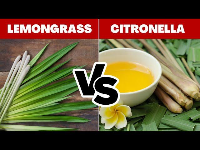 LEMONGRASS vs CITRONELLA Essential Oil: Are they the SAME?