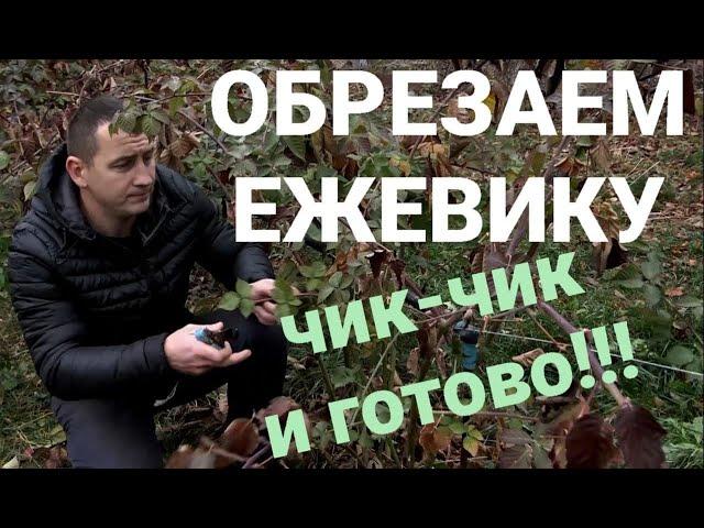 Обрезка ежевики осенью!  СОЦВЕТИЯ под КОРЕНЬ!!!