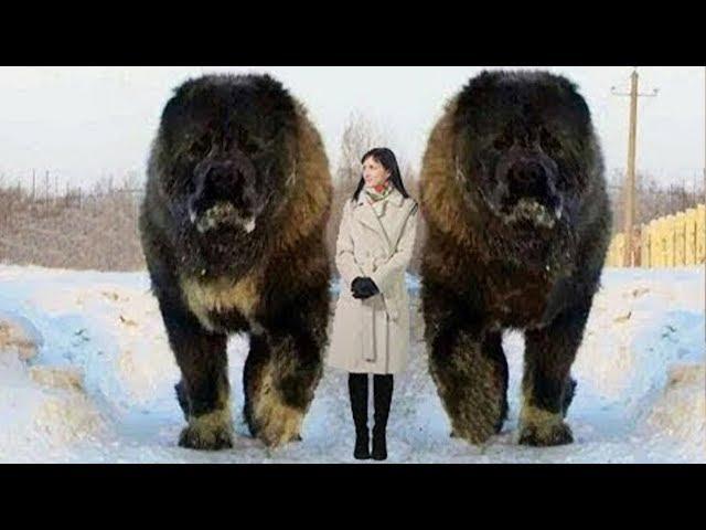 10 Abnormally Large Dogs Around The World!