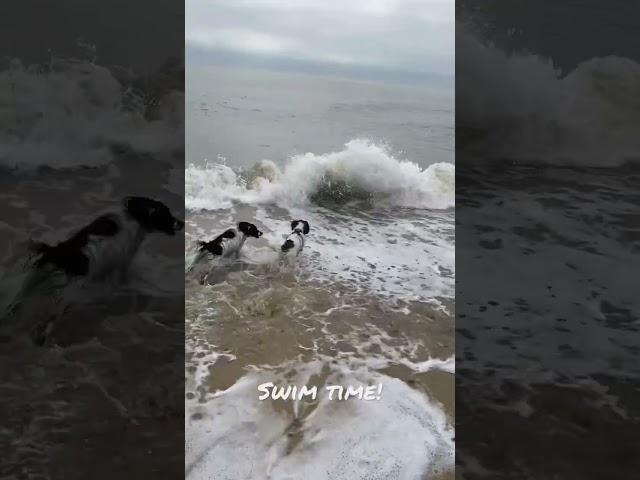 Swimming in the sea for the dogs #dogtraining #doglover
