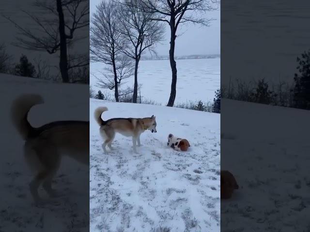 Наша собака ничего толком не охраняет. Она всем ужасно рада, обожает общаться...