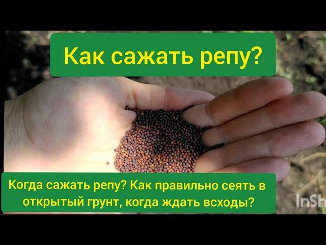 Как сажать репу? Как сеять репу в открытый грунт? Когда можно сажать репу? Посадка репы в грунт