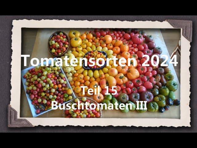 Tomatensorten 2024 Teil 15 - Buschtomaten III