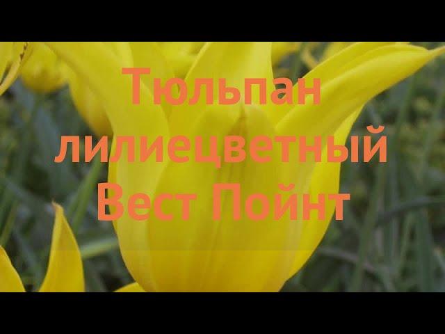 Тюльпан лилиецветная Вест Пойнт (tulipa tyulpan)  обзор: как сажать, луковицы тюльпаны Вест Пойнт