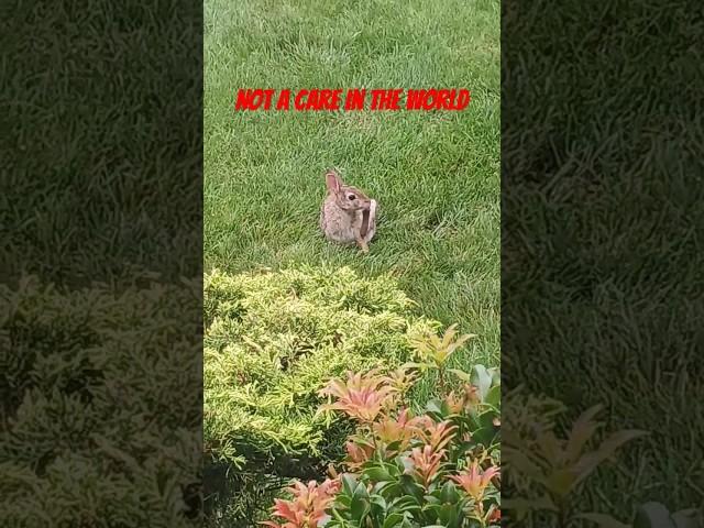 This #rabbit #chilling in front of my house is a #funny little guy #rhodeisland #joke #voiceover