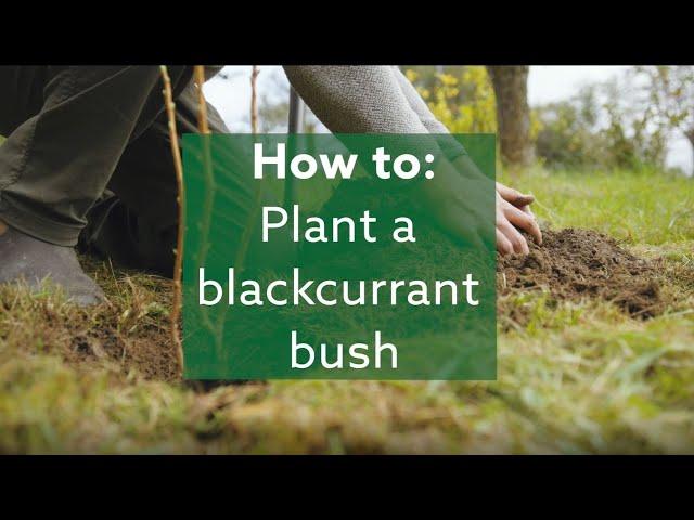 How to: plant a blackcurrant bush