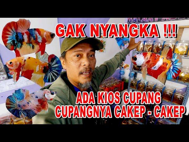 KIOS CUPANG HANYA  JUAL IKAN CUPANG MULTYCOLOR AJIB