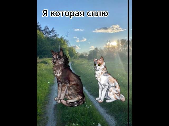 Мем по кэтвару #catwar  #игра #ржач #мем #эдит #рек #котывоители #кэтвар