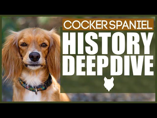 History Of The COCKER SPANIEL