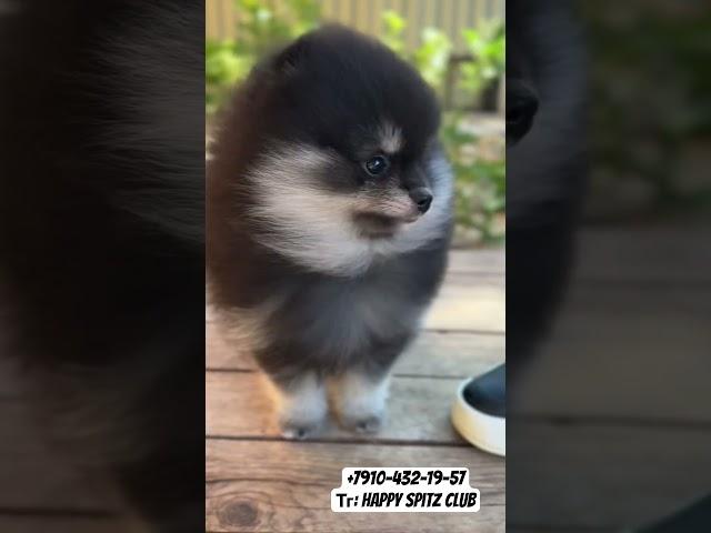 Классный парень померанец  #померанец#померанскийщпиц#pomeranian#померанцы