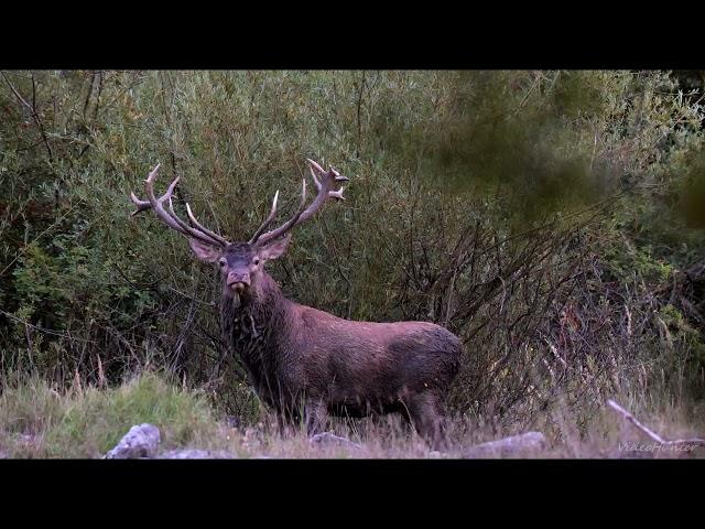 Amazing Red Stag 20-pointer /Úžasný 20-torák /Jeleň Lesný /Cervus Elaphus