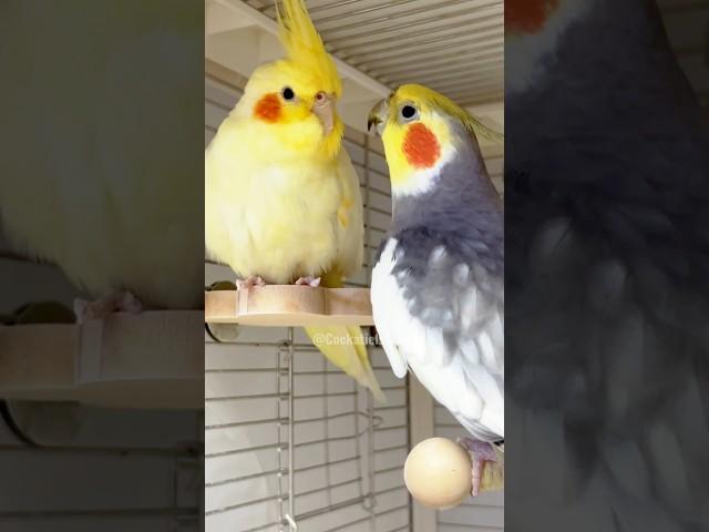 Jojo is the next big thing in the bird music industry! Check out its performance  #cockatielscraze