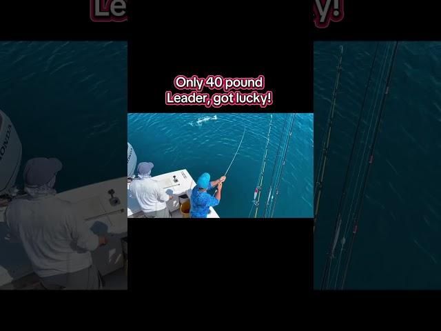 Florida Fun on Light Tackle! #bkd#viral #fishingguide #hondamarine #fishing #lovemyjob