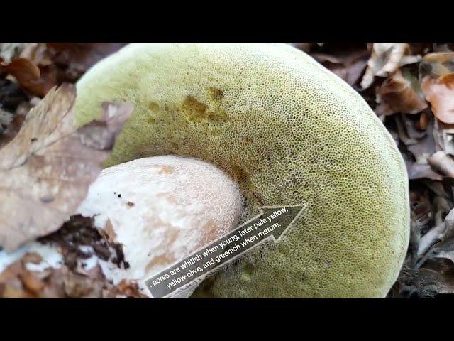 ID Guide Boletus edulis (King Bolete)